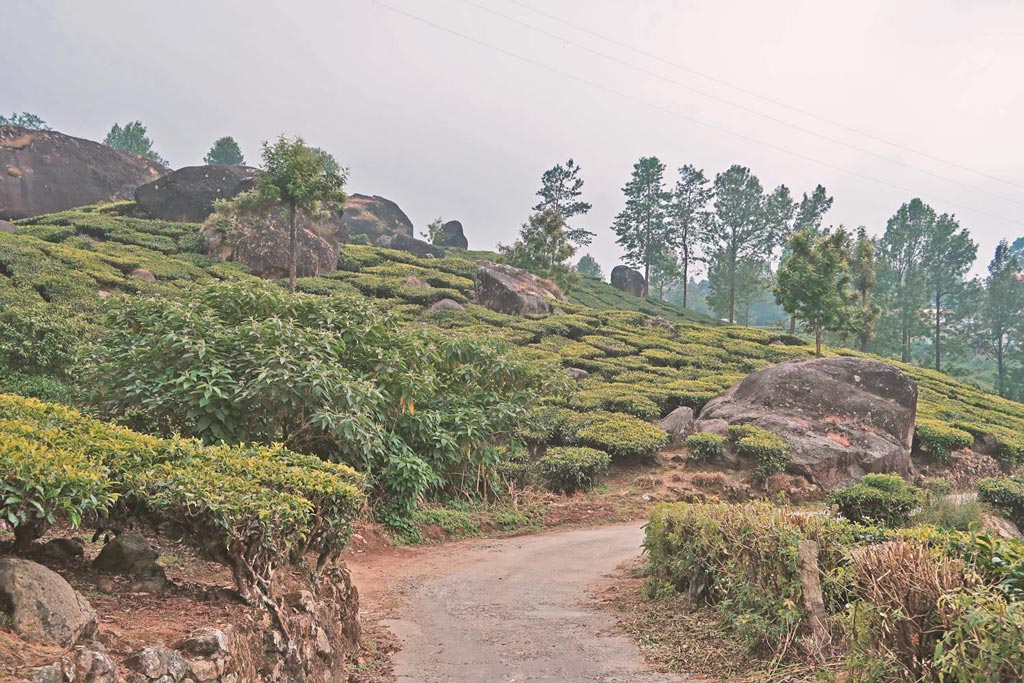 Kerala Indien - Munnar in der Nähe von Fort Kochi - likeontravel