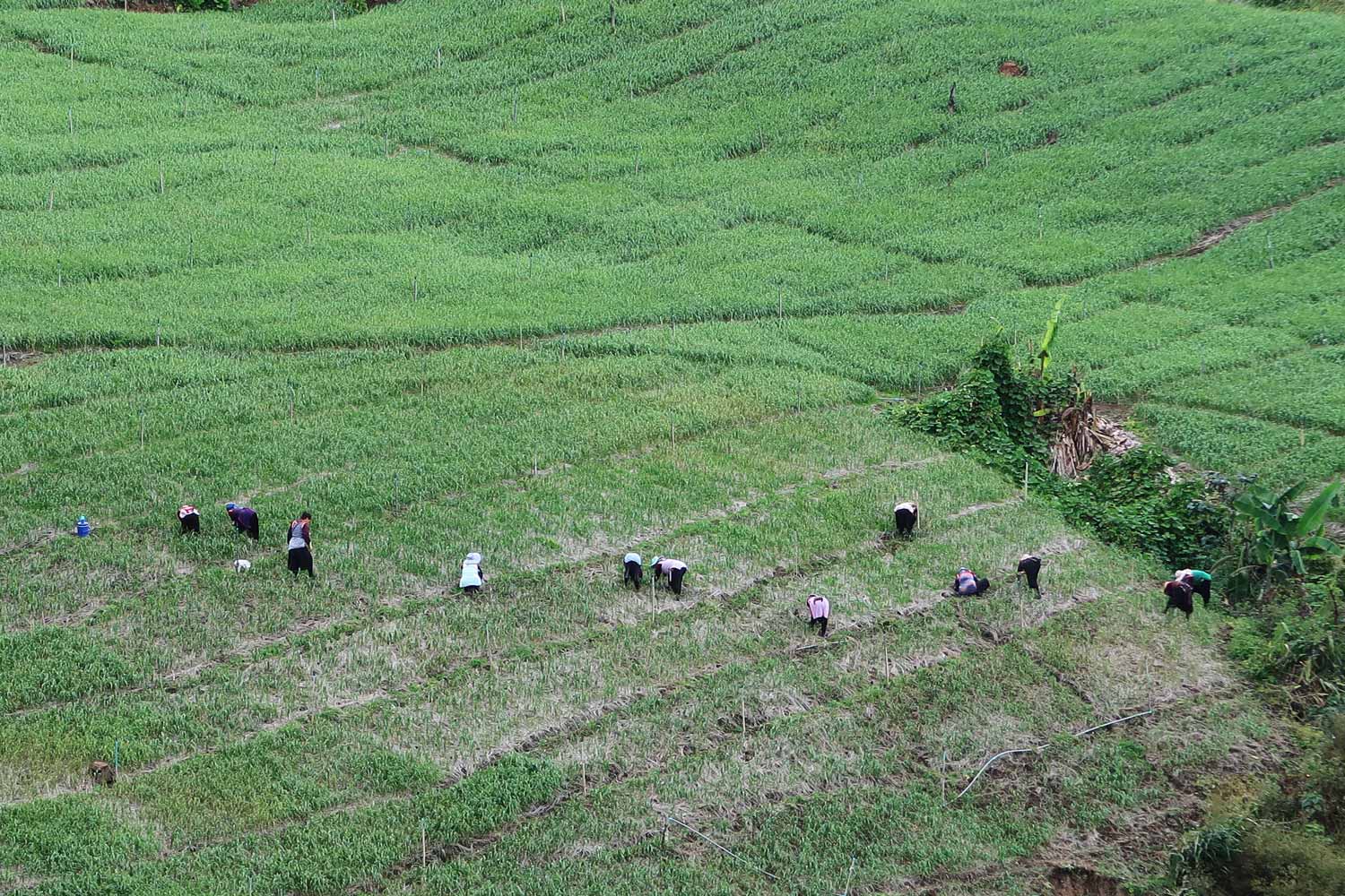 Mae Hong Son Loop Reisfelder in Thailand