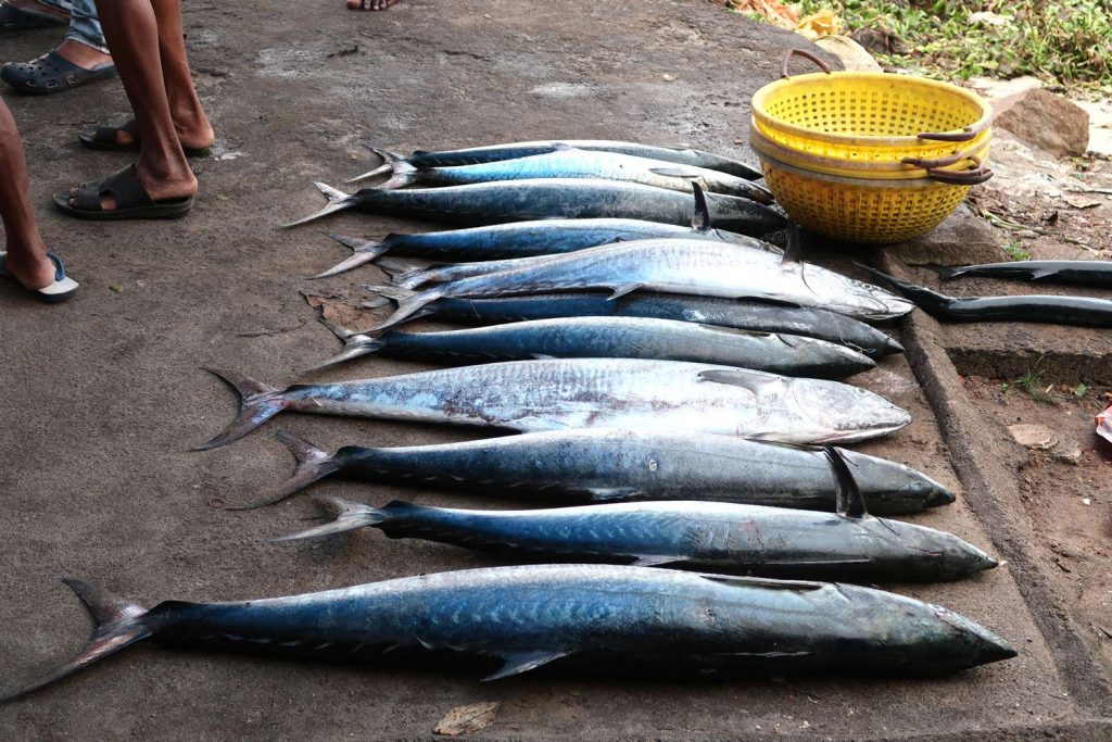 Frischer Fischfang in Fort Kochi - likeontravel