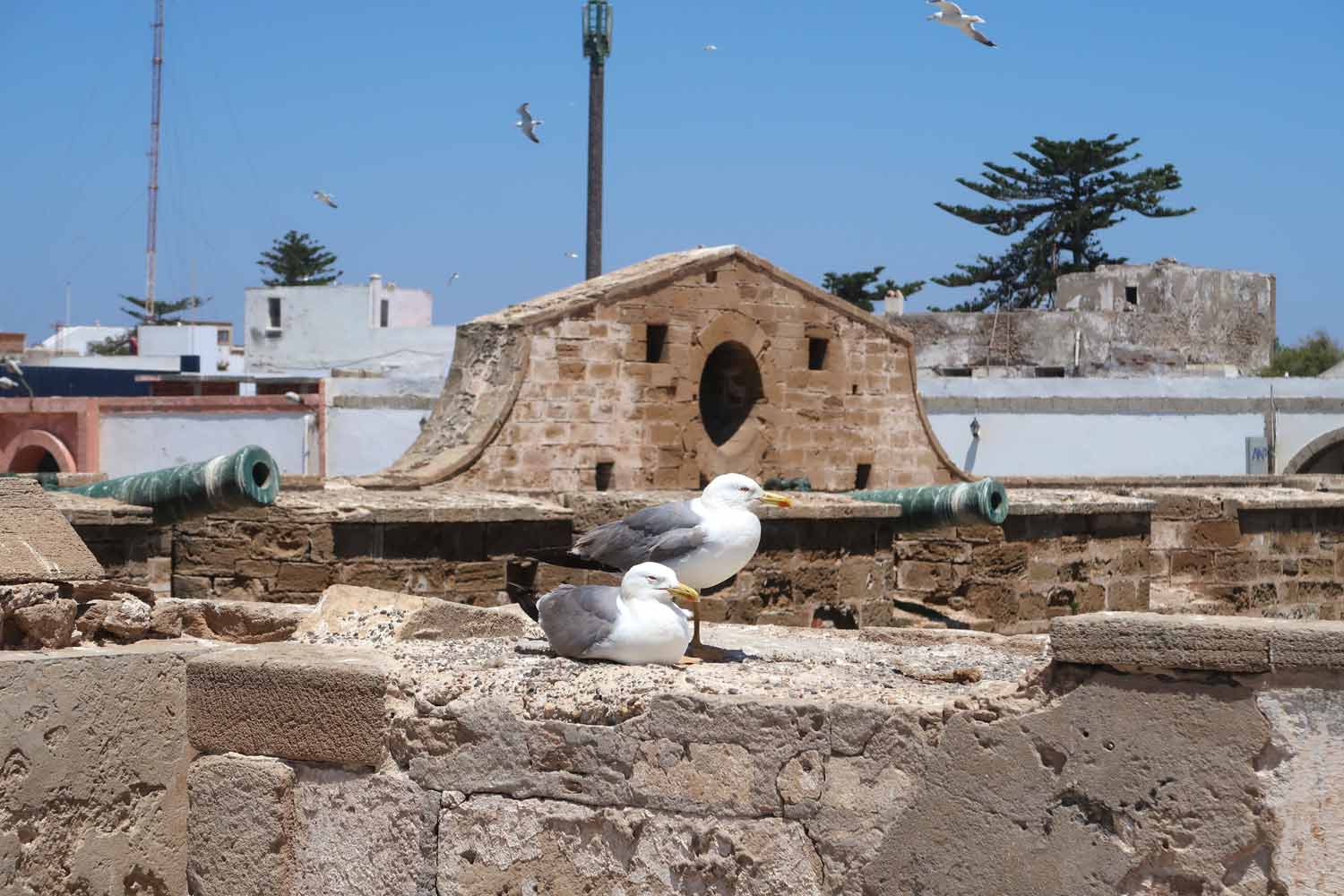Möven auf der Tolle Aussichten auf der Sqala du Port d’Essaouira