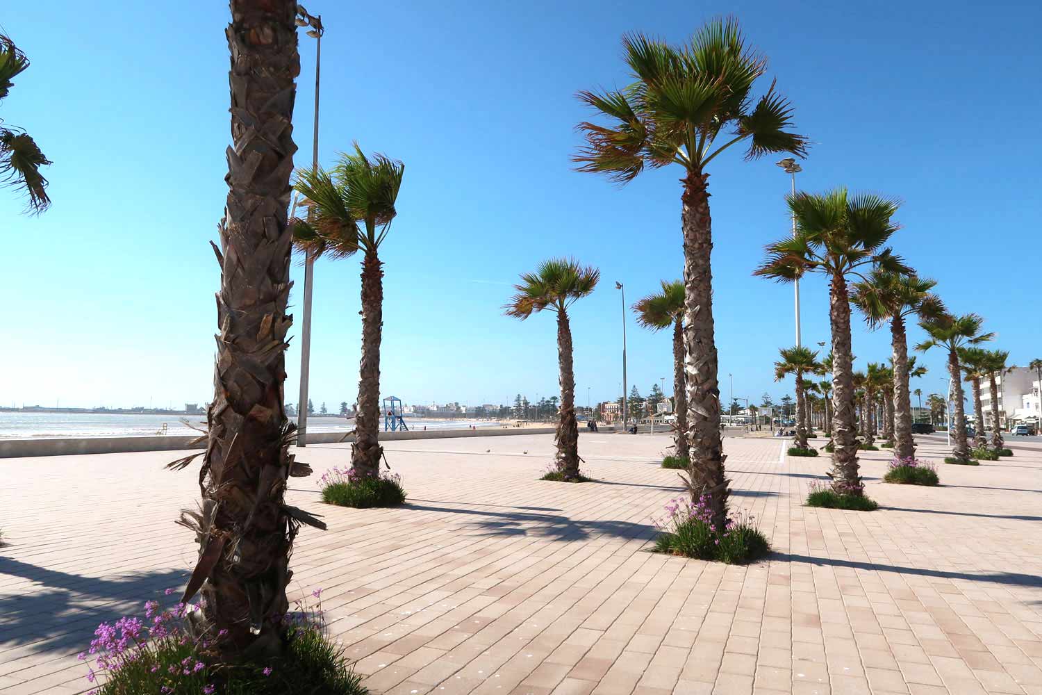 Die Strandpromenade von Essaouira mit Palmen