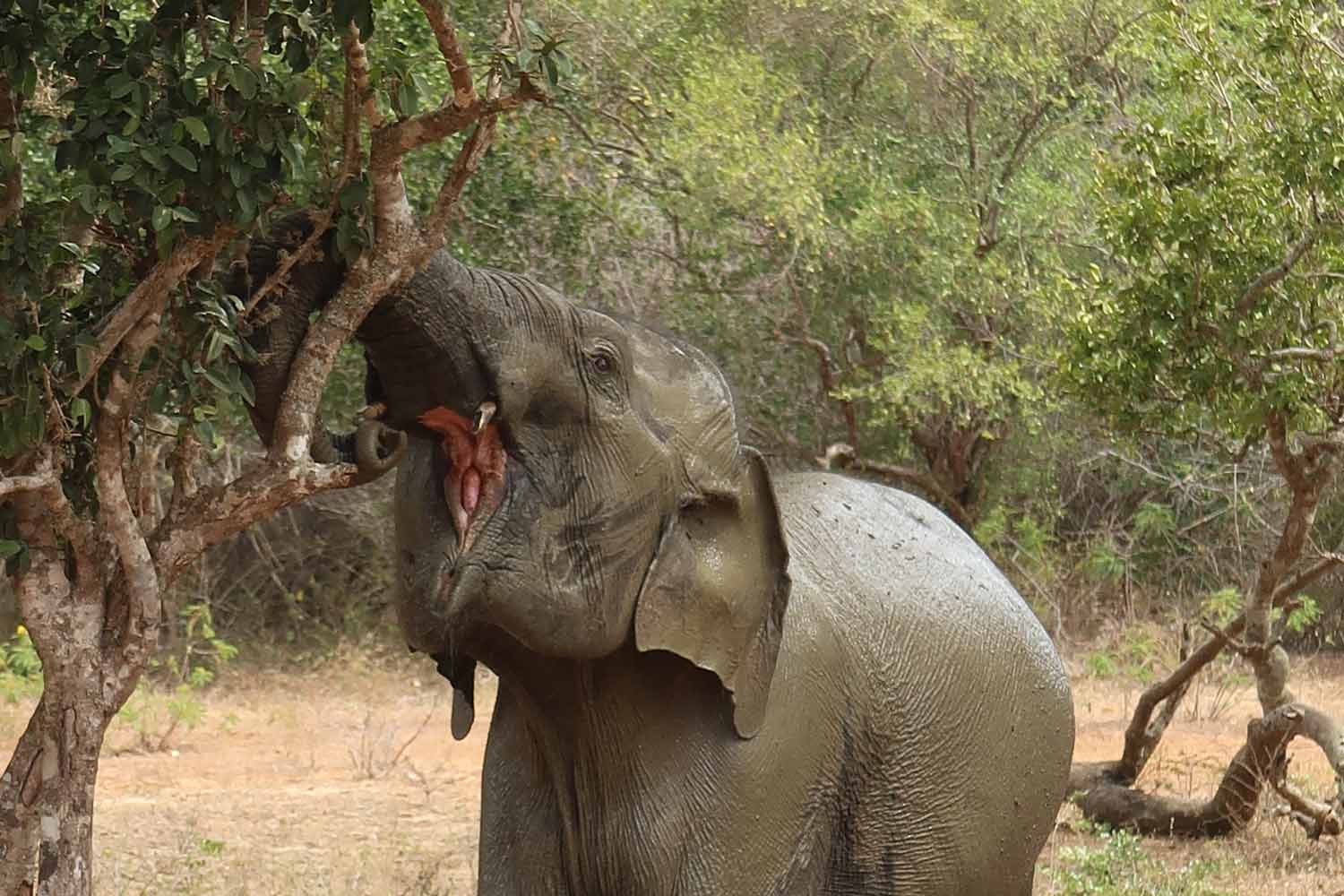 Elefant isst im Yala Nationalparl in Sri Lanka