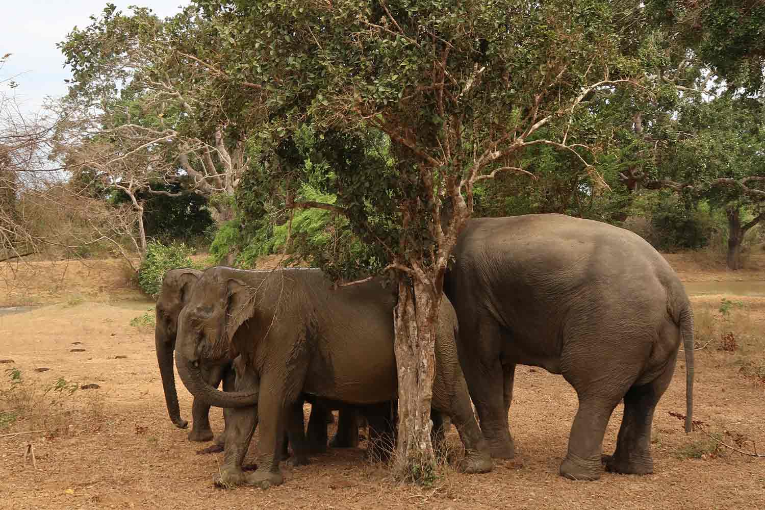 Elefanten Familie im Yala Nationalpark