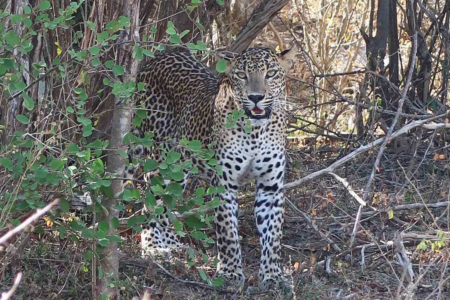 Leopard in freier Wildnis im Yala Nationalpark