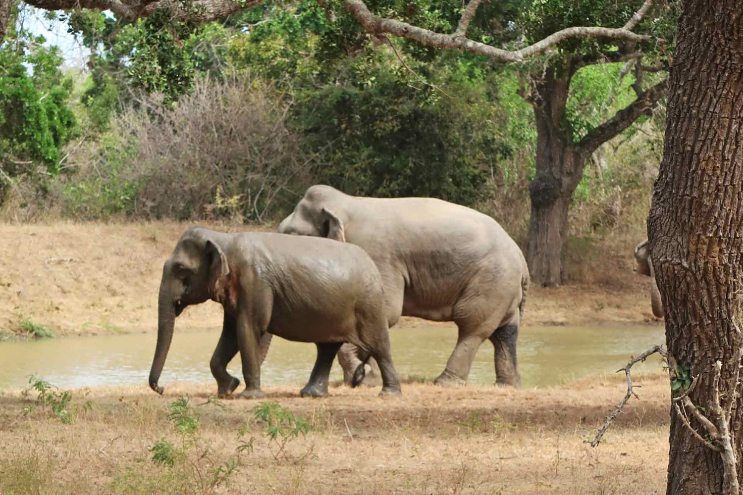 Elefanten im Yala Nationalpark