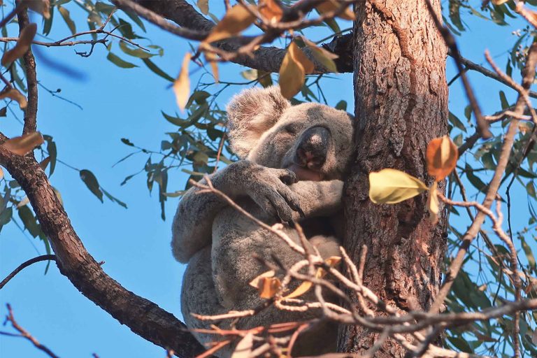 Ein schlafender Koala im Baum auf der Insel Magnetic Island an der Ostküste Australiens