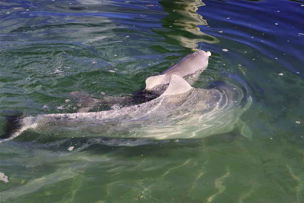 Ein Delfine mit einem Jungen in Tin Can Bay, Australien Ostküste
