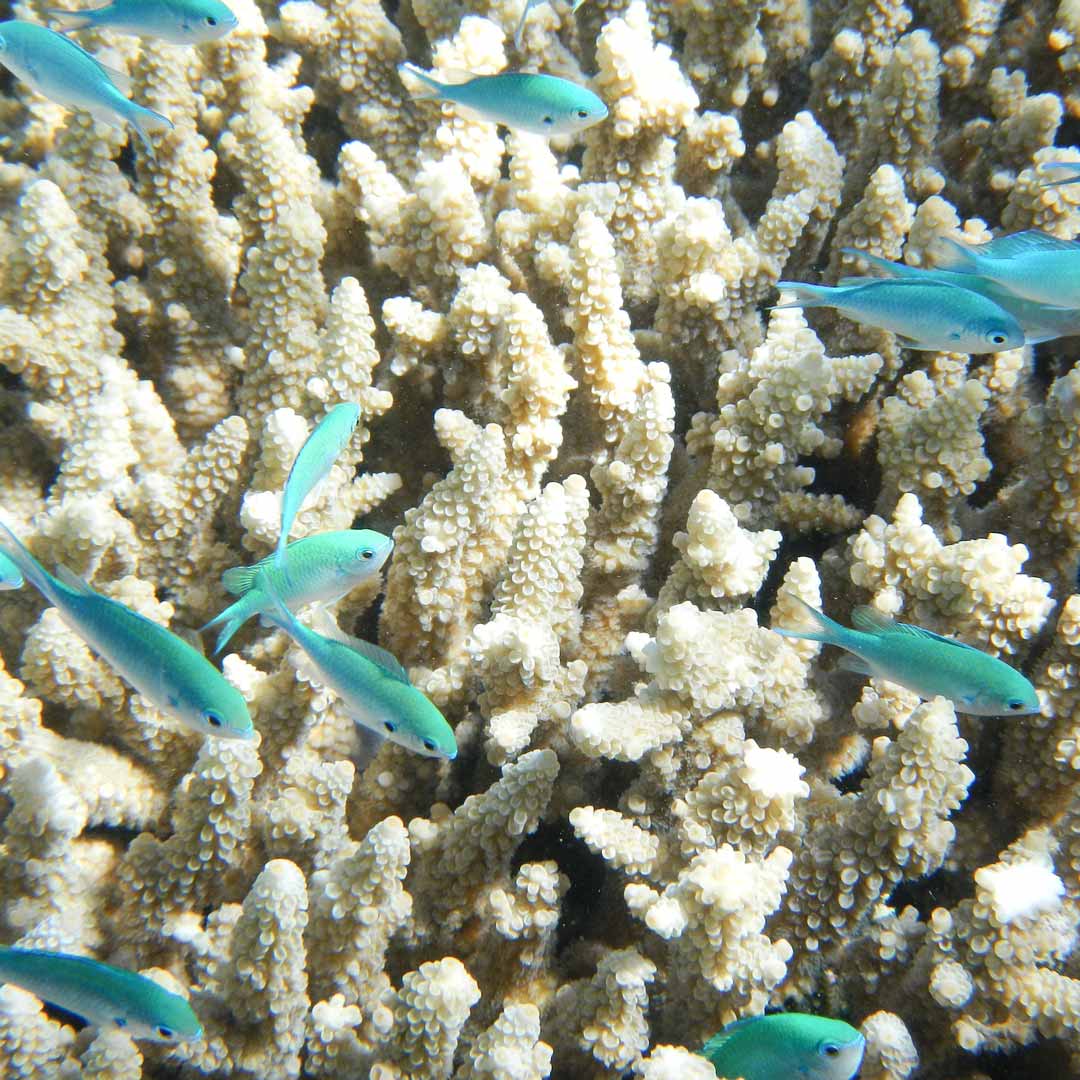 Achte auf die beste Sicht für deinen Ausflug zum Great Barrier Reef