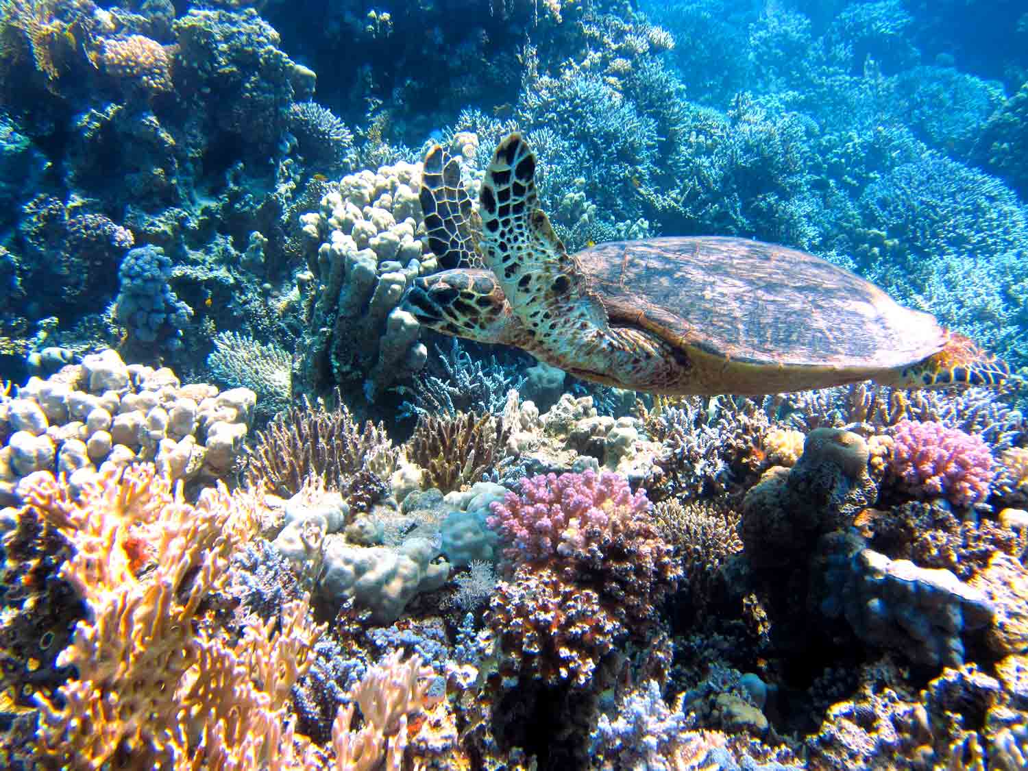 Eine Meeresschildkröte schwimmt durch einen bunten Korallengarten