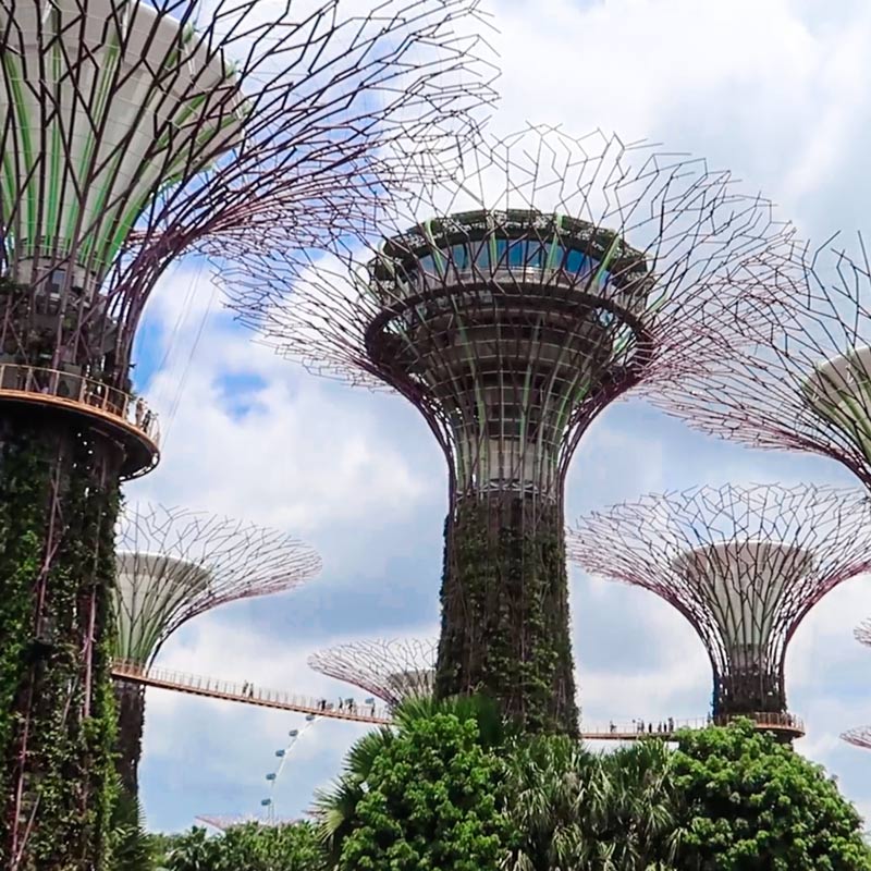 Supertrees vom Gardens by the Bay
