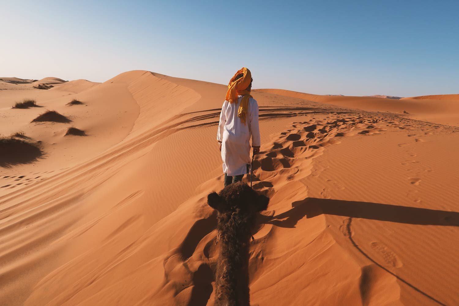 Guide führt ein Kamel durch die Sahara Wüste