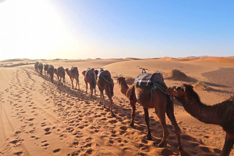 Kamelkolonne in der Sahara - Merzouga