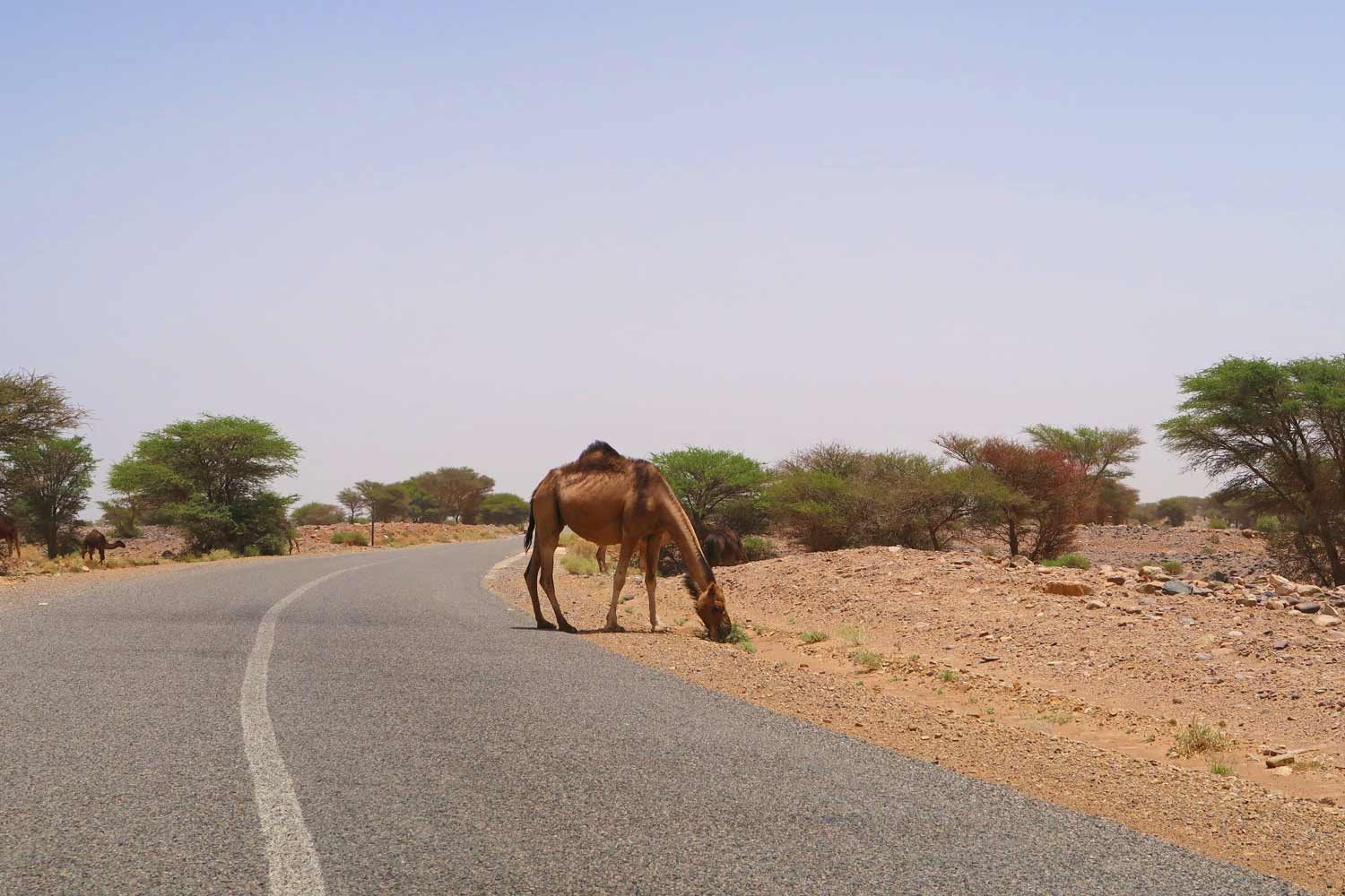 Kamel auf einer Straße in der Wüste von Marokko