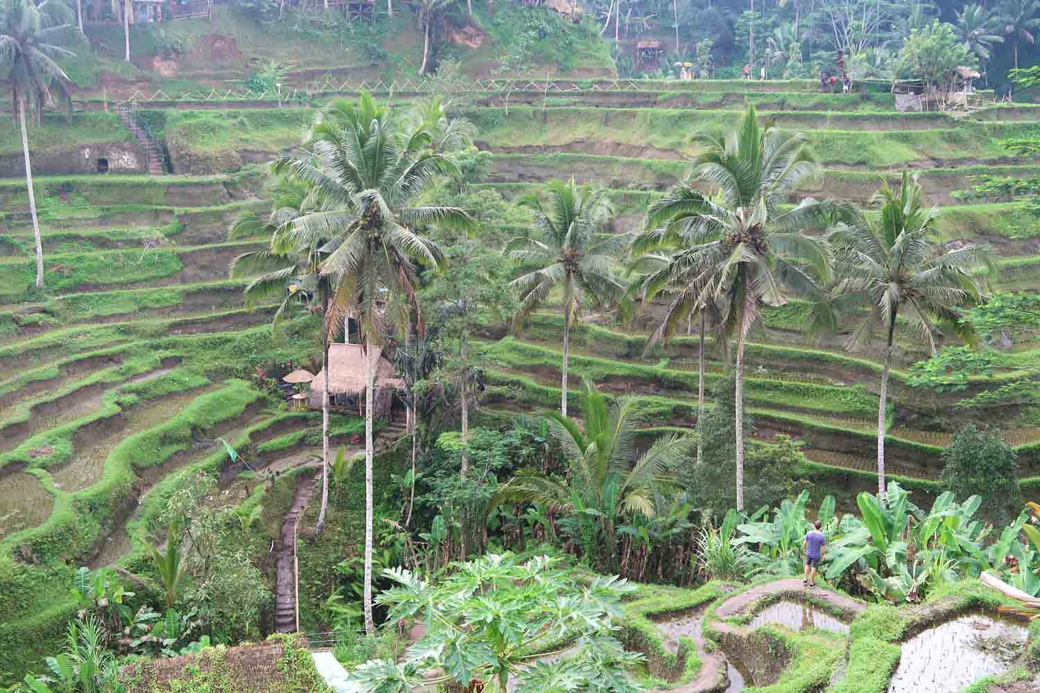 Tegallalang Reisterassen in Ubub auf Bali