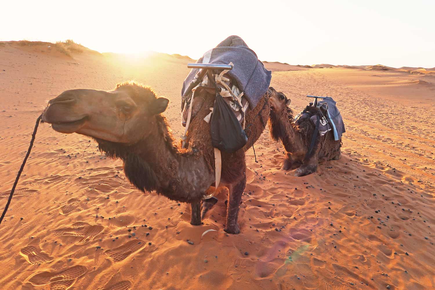 Kamele in der Sahara