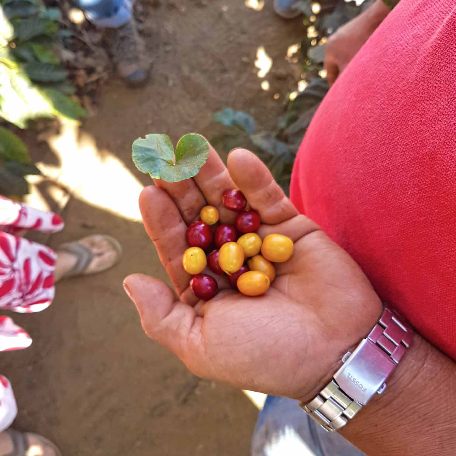 Antigua Sehenswürdigkeiten - 10 Dinge, die du machen solltest - De La Gente Coffee Tour