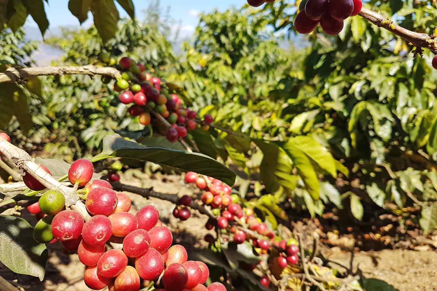 Antigua Kaffee Tour | Röste deinen guatemaltekischen Kaffee - Plantage