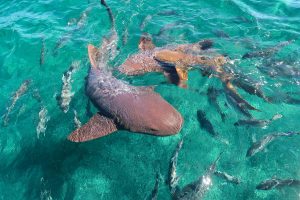 Caye Caulker Schnorcheltour! #karibik #karibikinsel #cayecaulker #belize #schnorcheln #rochen #haie #schildkröten #schnorcheltour #reiseblog #tipps #touranbieter