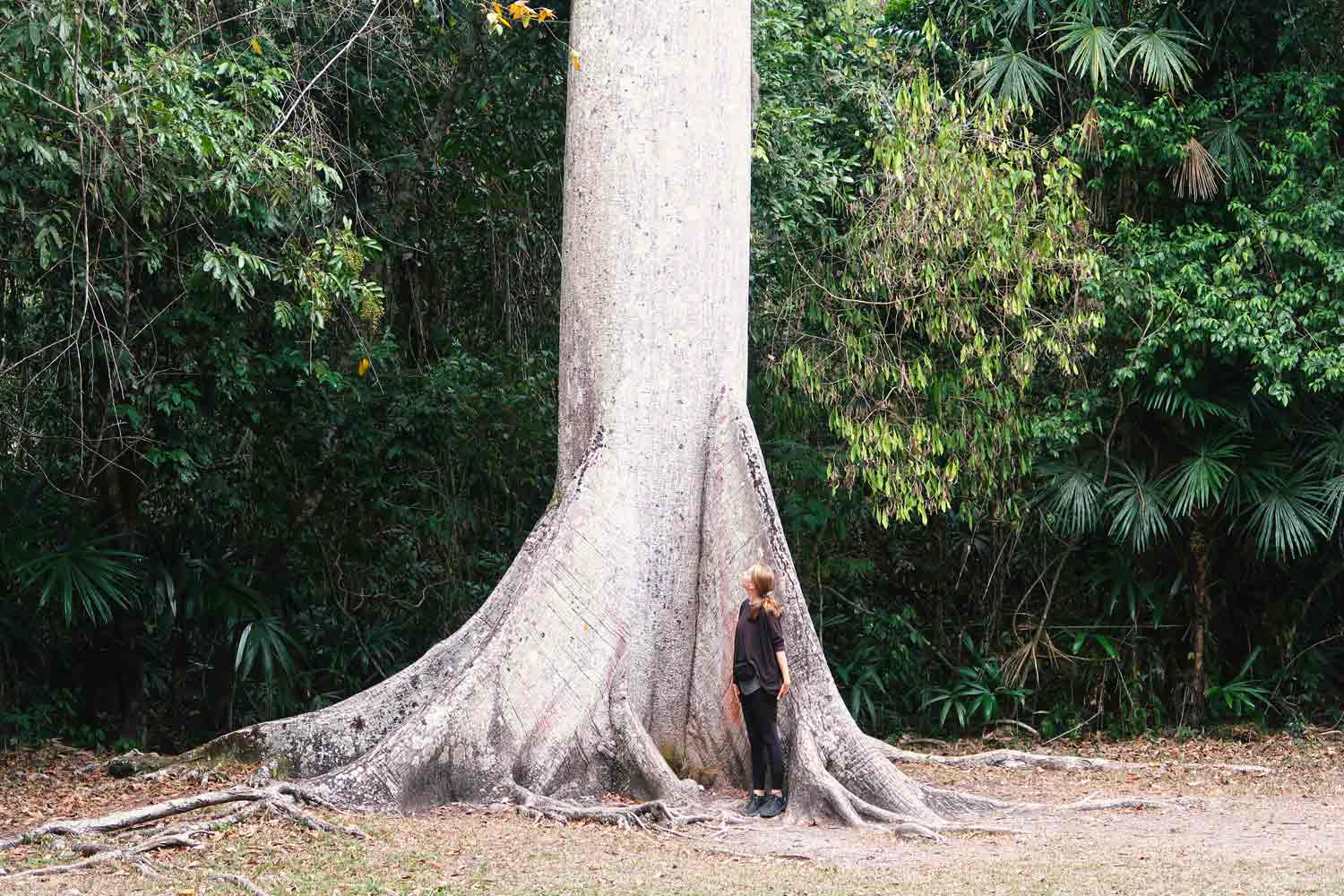 Tikal Guide - Die große Maya Stätte in Guatemala - Ceiba Tree