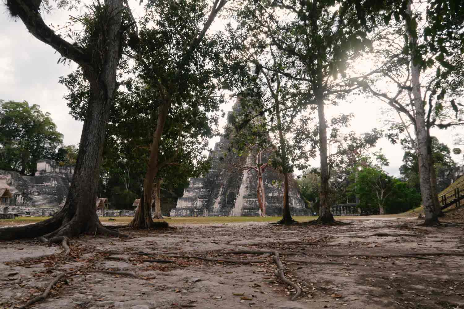 Tikal Guide - Die große Maya Stätte in Guatemala - Temple I