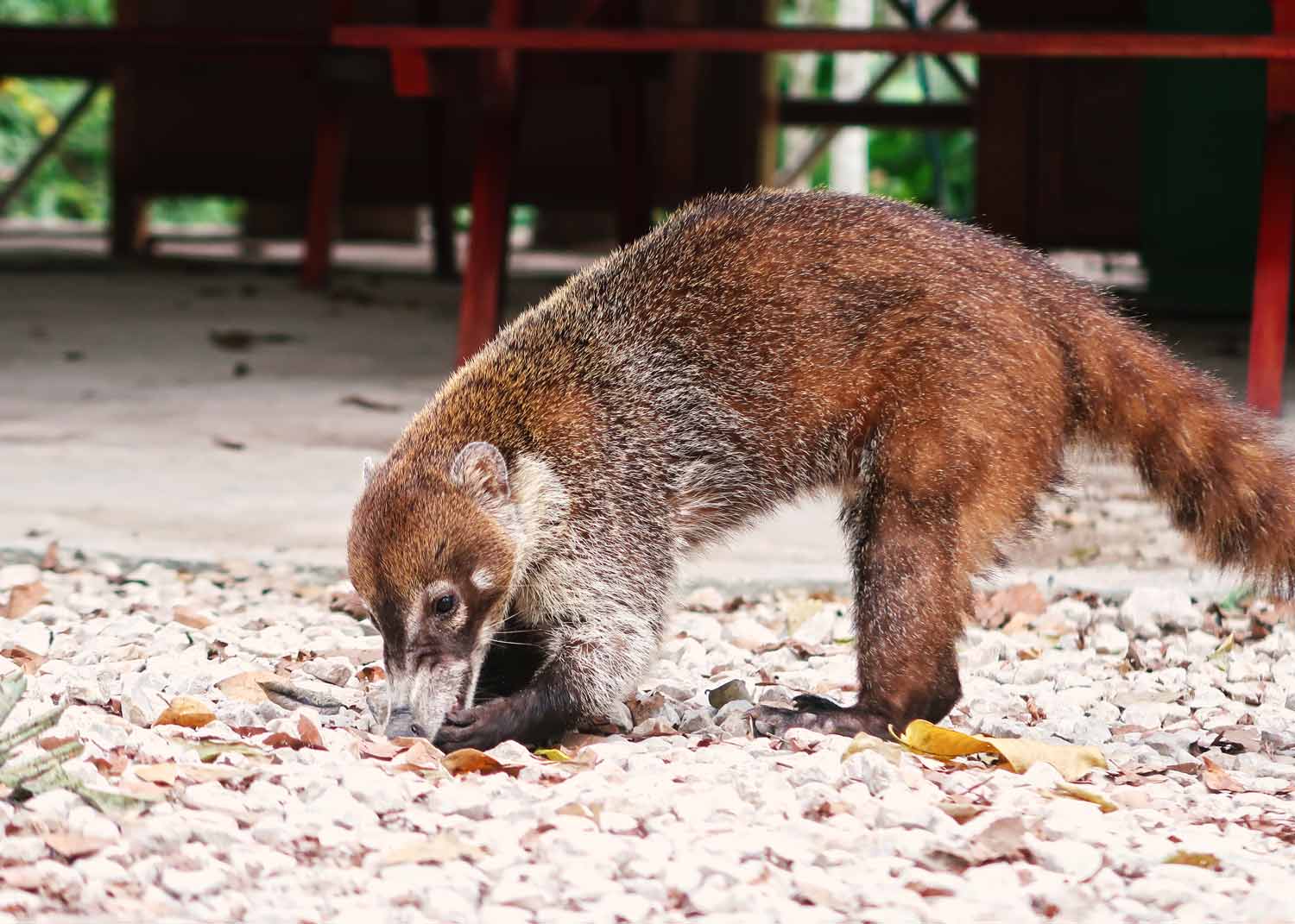 Tikal Guide - Die große Maya Stätte in Guatemala - Nasenbär