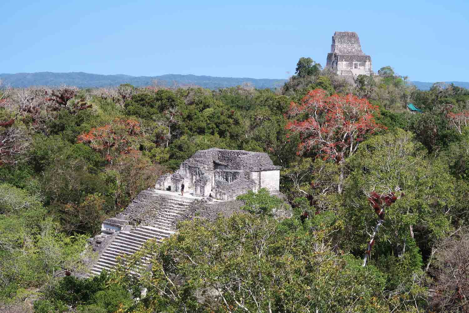 Tikal Guide - Die große Maya Stätte in Guatemala