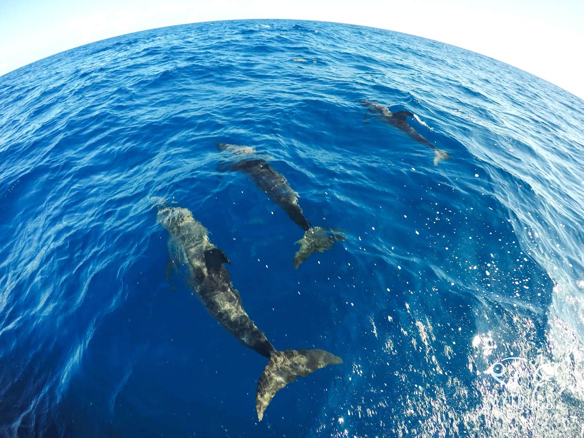 Delfine in der Nähe von Cancun