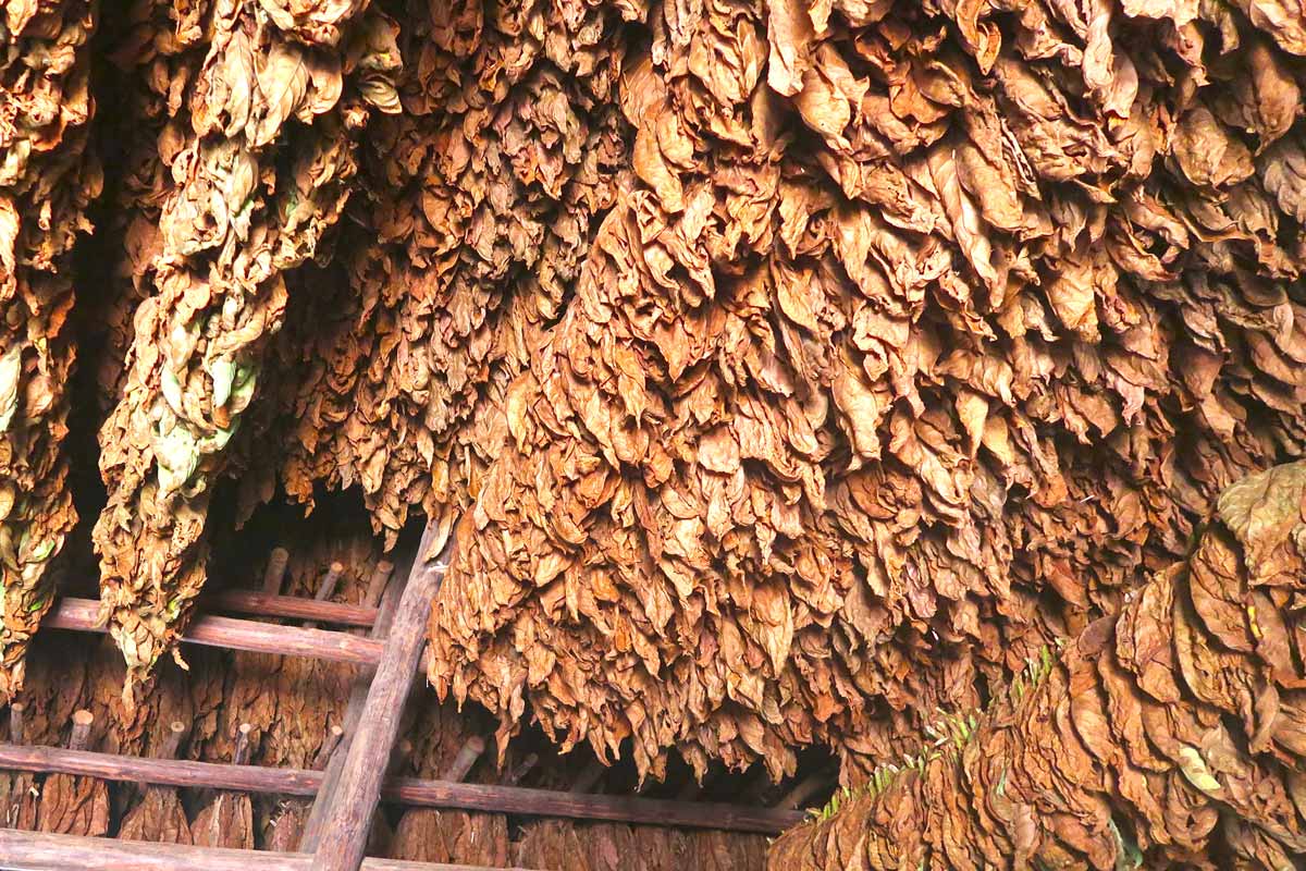 Traditionelle Zigarrenherstellung in Kuba