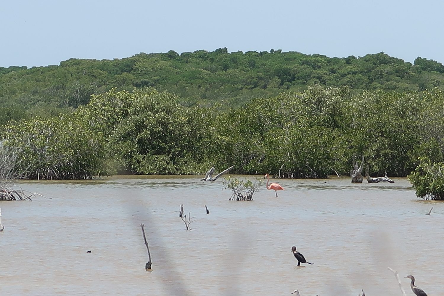 Flamingo in der Lagune von Celestún bei Merida